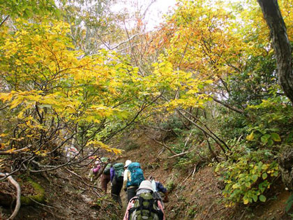 分水嶺は自然林が続く