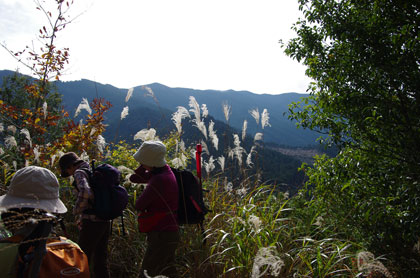 ススキが美しい登山道