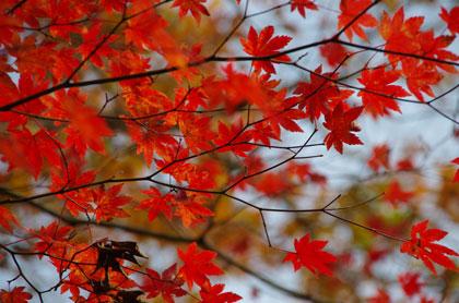 高見山の紅葉