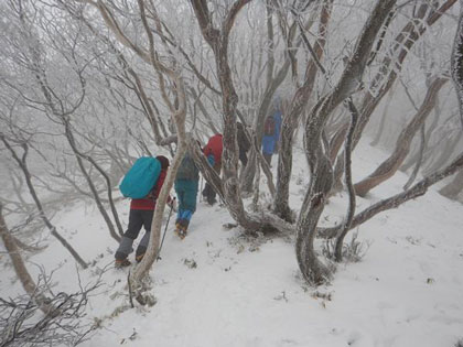 ブナ林の樹氷が美しい尾根