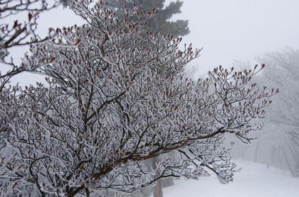 頂上稜線の樹氷が美しい