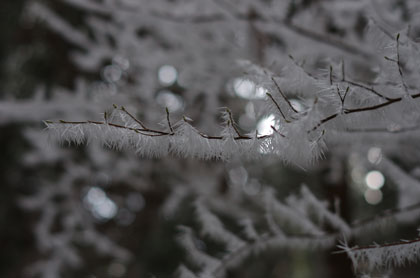 セトの樹氷