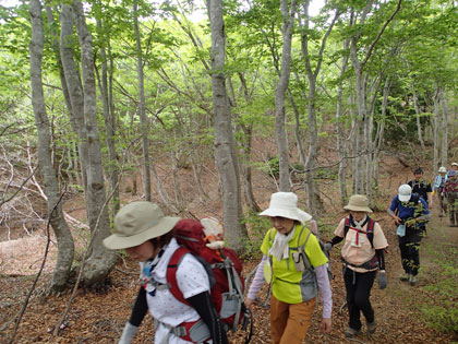 黒河峠への明るい樹林