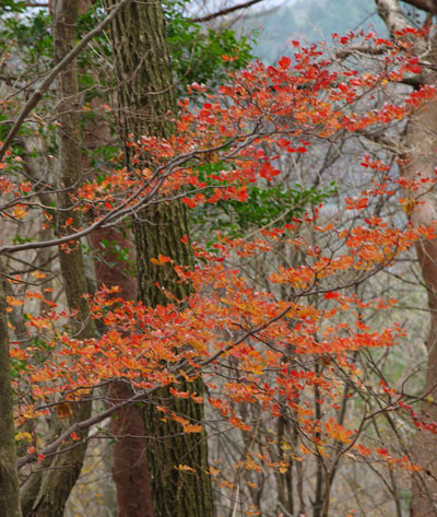 紅葉のなごり