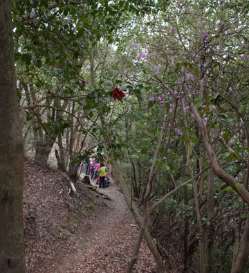 ミツバツツジ咲くボテ峠