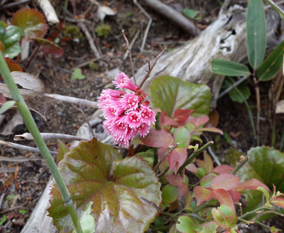 花も増えてくる