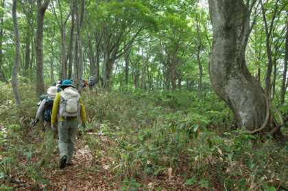 妙理山への稜線