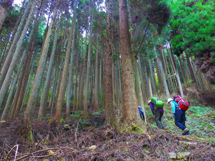 林道終点から造林の中を登る