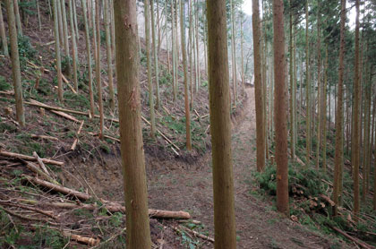 黒栂谷の植林