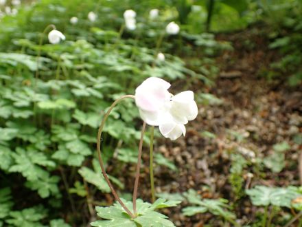 最近の例会記録へのリンク