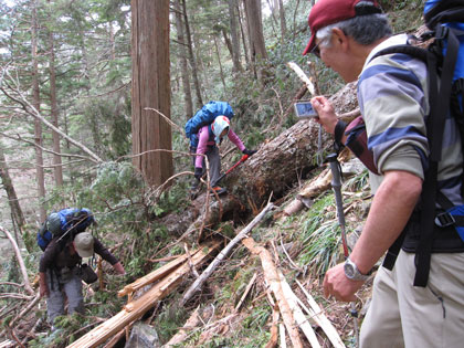 樹林帯はしんどい