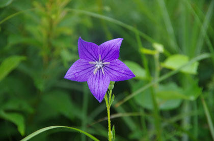 山頂のキキョウが鮮やか