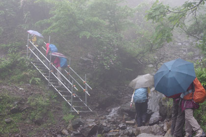 タニウツギ咲く野坂岳への道